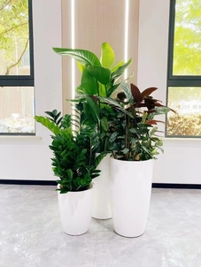 宁波慈溪盆景租摆哪家靠谱？这份攻略请收好！